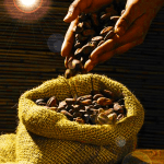 cacao gourmet detalle chocolate
